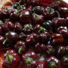Mini Chocolate Sweet Bell Pepper, 20 seeds