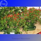 Thai Sun Hot Pepper Capsicum annuum Chili Seeds 100 Seeds