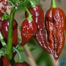 Bhut jolokia Indian Dark Red Naga Jolokia Pepper, 10 seeds