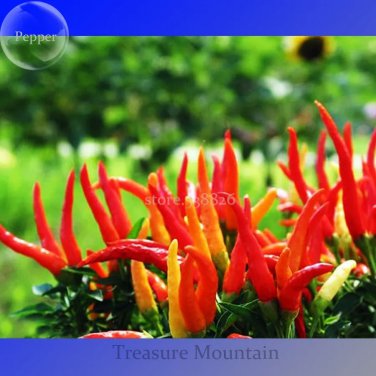 Genuine Capsicum Dream Sally Ornamental Pepper, 15 seeds