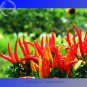 Genuine Capsicum Dream Sally Ornamental Pepper, 15 seeds