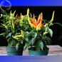 Genuine Capsicum Dream Sally Ornamental Pepper, 15 seeds