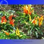 Genuine Capsicum Dream Sally Ornamental Pepper, 15 seeds