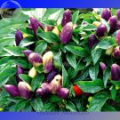 Genuine Pretty Purple Ornamental Chilli Pepper, 15 seeds