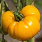 Golden Mango Tomato 10 Seeds