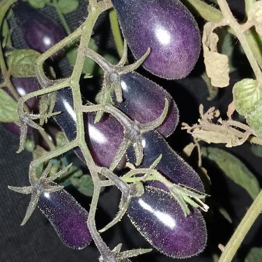 Black Key Tomato 20 Seeds
