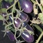 Black Key Tomato 20 Seeds