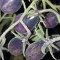 Black Key Tomato 20 Seeds