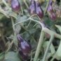 Black Key Tomato 20 Seeds