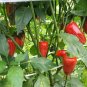 Sausage Pepper 20 Seeds