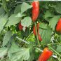Sausage Pepper 20 Seeds