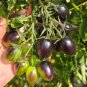 Brads Atomic Grape Heirloom Tomato 20 Seeds