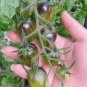 Brads Atomic Grape Heirloom Tomato 20 Seeds