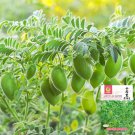 Kabuli Chickpea Seeds | Aromatic Garbanzo Beans with Chestnut 1 Bag (20 Grams / Bag)