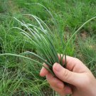 Minqin Sand Scallion Seeds | Fast-Growing, Tender Leaves 200 seeds
