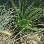 Minqin Sand Scallion Seeds | Fast-Growing, Tender Leaves 200 seeds