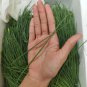 Minqin Sand Scallion Seeds | Fast-Growing, Tender Leaves 200 seeds