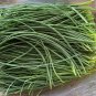 Minqin Sand Scallion Seeds | Fast-Growing, Tender Leaves 200 seeds