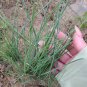 Minqin Sand Scallion Seeds | Fast-Growing, Tender Leaves 200 seeds