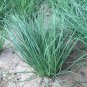 Minqin Sand Scallion Seeds | Fast-Growing, Tender Leaves 200 seeds