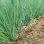 Minqin Sand Scallion Seeds | Fast-Growing, Tender Leaves 200 seeds