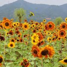 Mixed Color Sunflower 50 Seeds - High Germination Rate