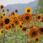 Mixed Color Sunflower 50 Seeds - High Germination Rate