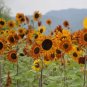 Mixed Color Sunflower 50 Seeds - High Germination Rate