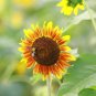 Mixed Color Sunflower 50 Seeds - High Germination Rate