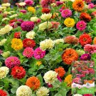 He Zhi Chun Zinnia elegans Seeds | Vibrant Annual, Long Blooming 5 gram