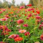 He Zhi Chun Zinnia elegans Seeds | Vibrant Annual, Long Blooming 5 gram