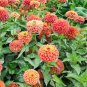 He Zhi Chun Zinnia elegans Seeds | Vibrant Annual, Long Blooming 5 gram