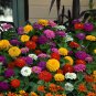 He Zhi Chun Zinnia elegans Seeds | Vibrant Annual, Long Blooming 5 gram