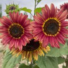 Sunflower 100 Seeds - Vibrant Colors, Long Bloom Period