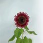 Sunflower 100 Seeds - Vibrant Colors, Long Bloom Period