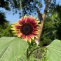 Sunflower 100 Seeds - Vibrant Colors, Long Bloom Period