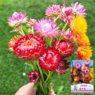 He Zhi Chun Strawflower Seeds 1 gram