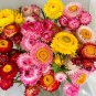 He Zhi Chun Strawflower Seeds 1 gram