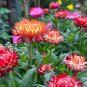 He Zhi Chun Strawflower Seeds 1 gram