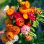 He Zhi Chun Strawflower Seeds 1 gram