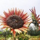 Sunflower 100 Seeds - High Germination Rate, Easy to Grow