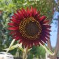 Cherry Red Sunflower 100 Seeds - Premium Variety, Easy to Grow