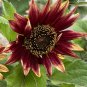 Cherry Red Sunflower 100 Seeds - Premium Variety, Easy to Grow