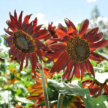 Red Sunflower 100 Seeds - Easy-to-Grow Ornamental Plant for Beginners