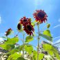 Red Sunflower 100 Seeds - Easy-to-Grow Ornamental Plant for Beginners