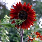 Hongyun Sunflower 100 Seeds - Stunning Red Sunflower, Tall Plants, Long Flowering Period