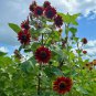 Hongyun Sunflower 100 Seeds - Stunning Red Sunflower, Tall Plants, Long Flowering Period
