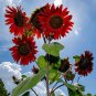 Hongyun Sunflower 100 Seeds - Stunning Red Sunflower, Tall Plants, Long Flowering Period