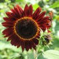 Hongyun Sunflower 100 Seeds - Stunning Red Sunflower, Tall Plants, Long Flowering Period