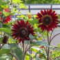 Hongyun Sunflower 100 Seeds - Stunning Red Sunflower, Tall Plants, Long Flowering Period
